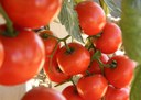 Ausente no Brasil, doença do tomate é registrada no norte da Argentina