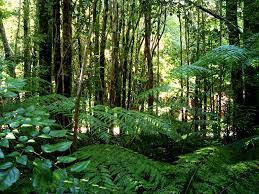 Brasil vai sediar final de competição mundial sobre tecnologias para mapeamento de biodiversidade de florestas tropicais