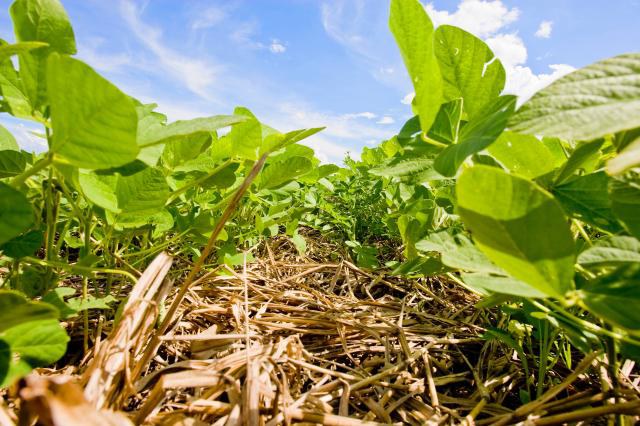 Embrapa apresenta proposta de indicadores de manejo do solo para avaliação de risco climático na soja