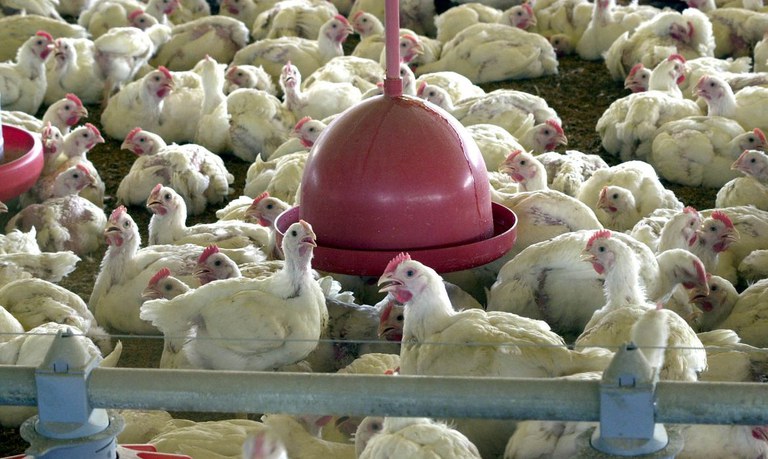 Nota: Fim das restrições do Japão à importação de carne de frango e ovos produzidos em Santa Catarina