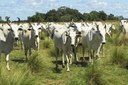 Gordura animal é opção de baixo carbono para a produção de biodiesel