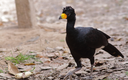 ICMBio lança Plano Nacional para proteger 74 espécies de aves amazônicas