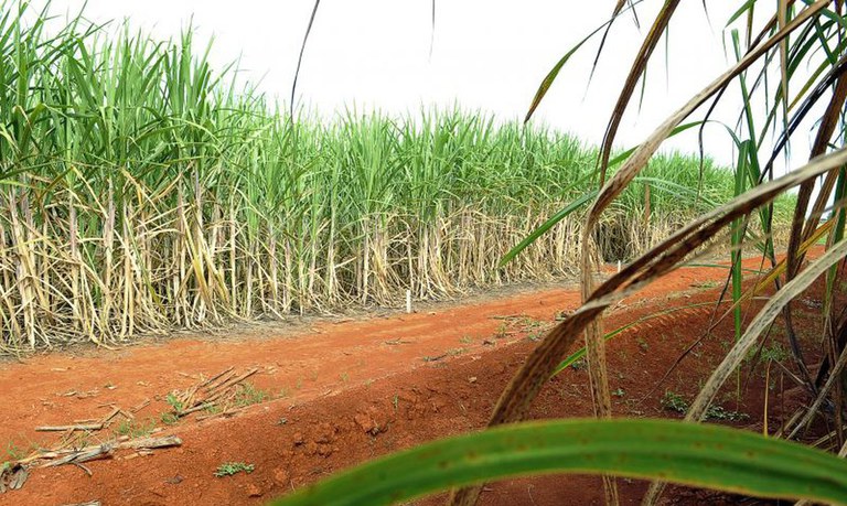 Produção de cana-de-açúcar na safra 2023/24 é estimada em 652,9 milhões de toneladas