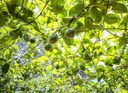 Produção de maracujá é fonte de renda para os pequenos agricultores do Ceará