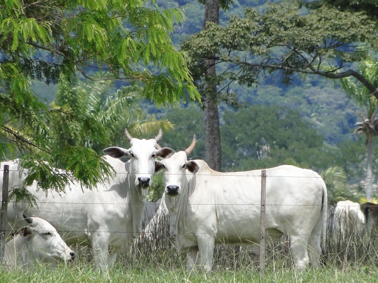 Cinco países abrem mercado para bovinos vivos brasileiros