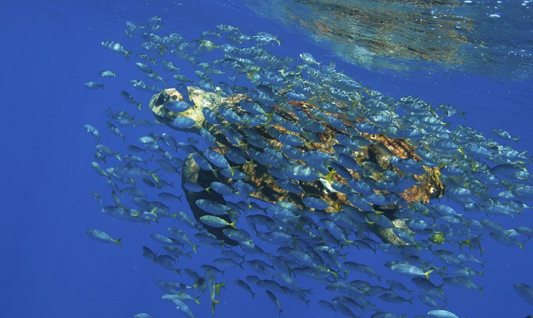 Brasil assina acordo sobre conservação e uso sustentável da biodiversidade marinha