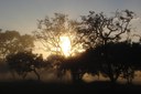 Dia Nacional do Cerrado é comemorado nesta segunda, 11 de setembro