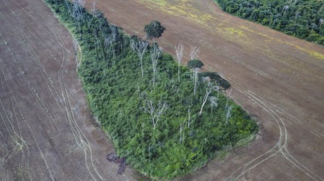Fragmentos de florestas de Restinga em regeneração são importantes para conservação de espécies ameaçadas