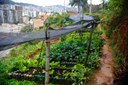 Governo Federal cria programa para incentivar a produção de alimentos nas cidades