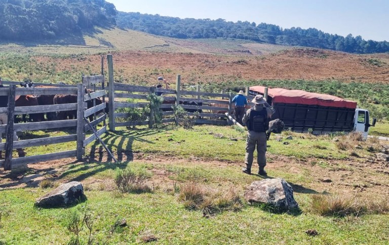 ICMBio apreende gado no RS em áreas desapropriadas em Parques Nacionais