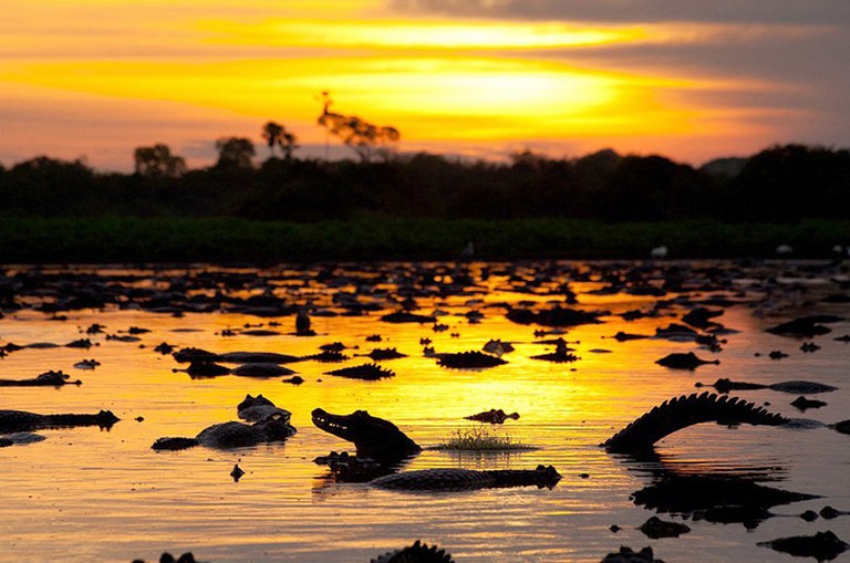 MMA e governo do MS firmam parceria para preservação do Pantanal