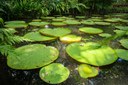 Museu Goeldi vai atualizar lista de espécies da flora ameaçadas de extinção no Pará