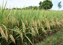 Perspectiva aponta para recuperação de área de arroz e feijão na safra 2023/24