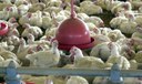 Produção de carne frango pode chegar a 16 milhões de toneladas em 2024 e atingir novo recorde