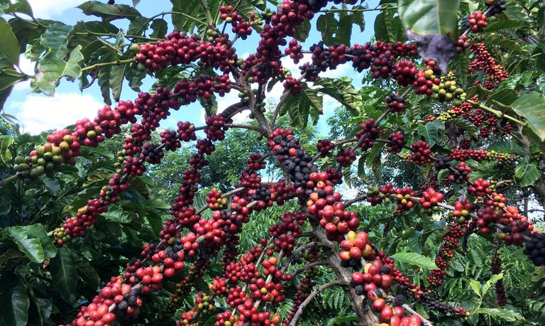 Alta produtividade garante aumento na produção do café arábica no estado de SP