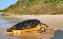 Tartaruga-de-pente monitorada por 15 anos é reencontrada em Noronha