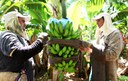 Valor da Produção Agropecuária é atualizado para R$ 1,142 trilhão este ano