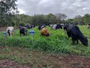 11° Dia de Campo do Leite abordará gestão, eficiência e sustentabilidade da atividade leiteira