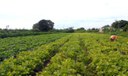 Caravana FertBrasil debate redução da dependência por fertilizantes importados