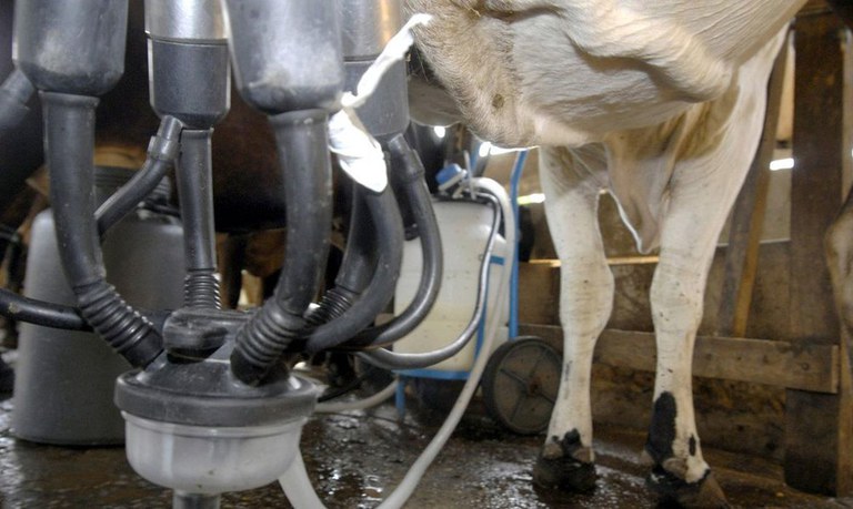 Conab anuncia chamada pública para compra de R$100 milhões em leite