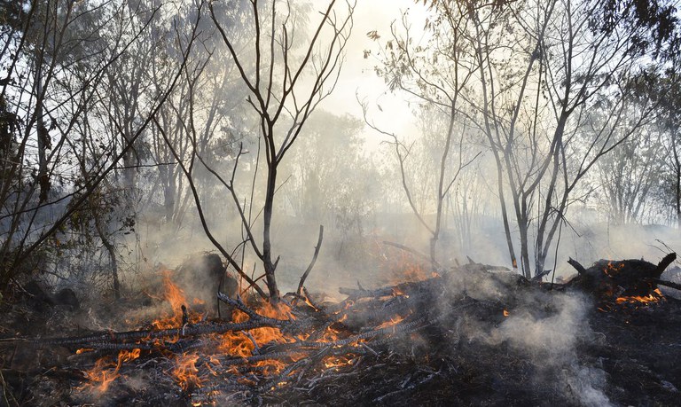 Fiocruz alerta para efeito devastador das queimadas para a biodiversidade