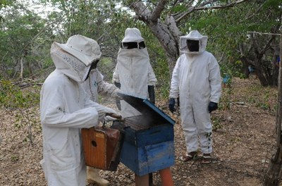 Codevasf e Governo do Piauí capacitam alunos da rede pública em apicultura