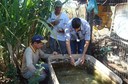 Peixe nativo do rio São Francisco é usado no controle de larvas de Aedes aegypti