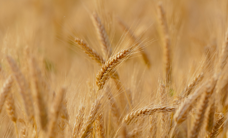 Governo garante auxílio de R$ 400 milhões para estimular comércio de trigo em grãos da safra 2023/2024