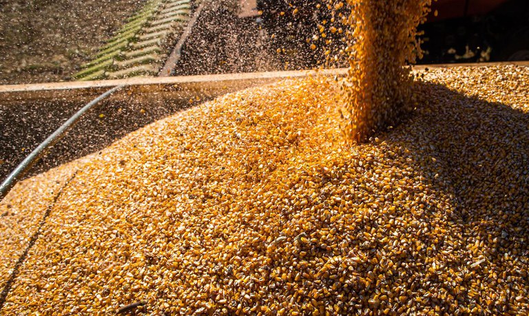 Produção de grãos pode chegar a 317,5 milhões de toneladas na safra 2023/24