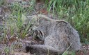 Ameaçado de extinção, Gato-Palheiro-Pampeano é fotografado na APA do Ibirapuitã