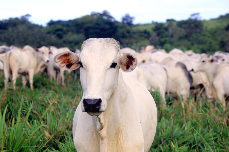 Brasil conquista mercado de gelatina e colágeno bovinos em Singapura