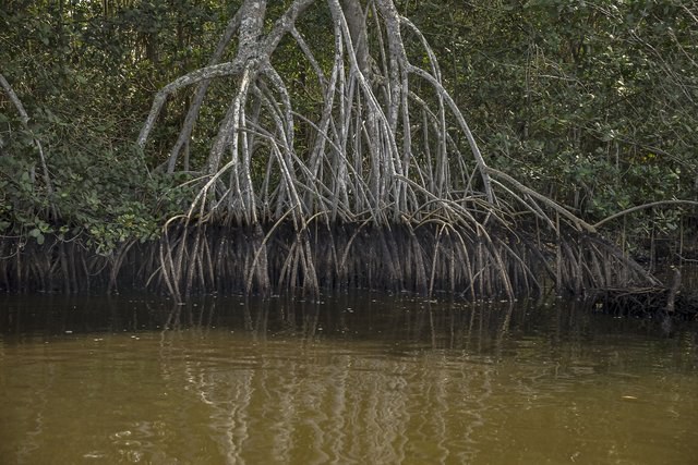 BNDES e Petrobras anunciam projetos para recuperar manguezais e restingas com apoio de R$ 47,3 mi