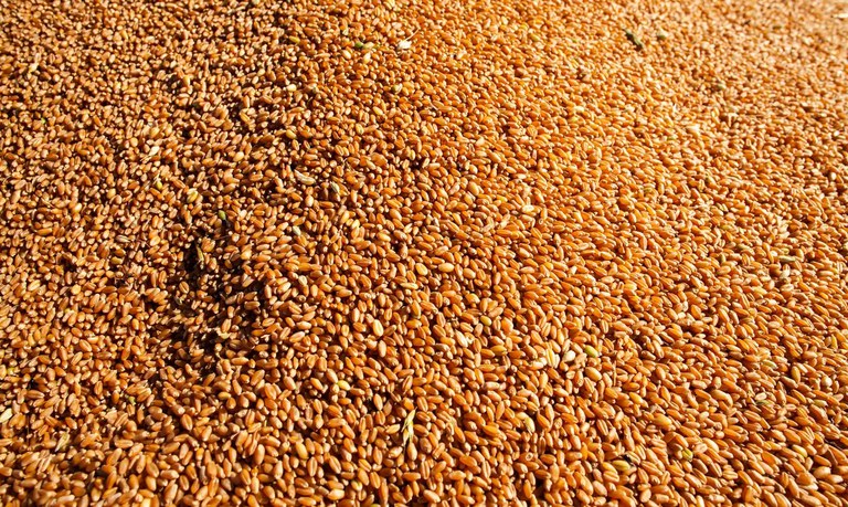 Conab realiza quarta rodada de leilões de apoio à comercialização de trigo