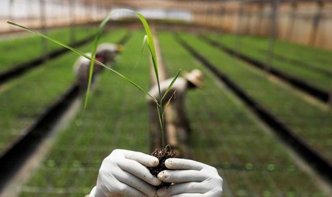 Finep aprova financiamento de R$ 180 mi ao CTC para impulsionar economia verde via biotecnologia