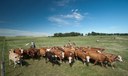 Agricultura e Casa Civil alinham proposta para a conversão de pastagens