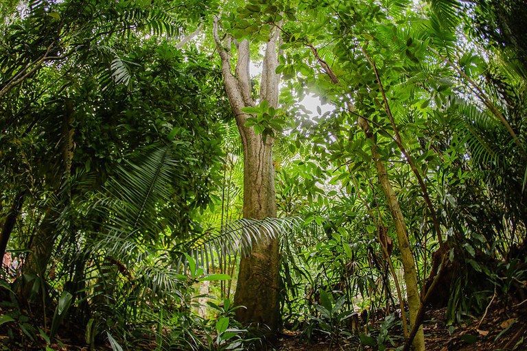 Tecnologia social do Inpa garante a segurança e aumenta a produtividade das palmeiras na Amazônia