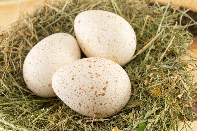 Governo Federal anuncia abertura do mercado de exportação de ovos para a Bolívia