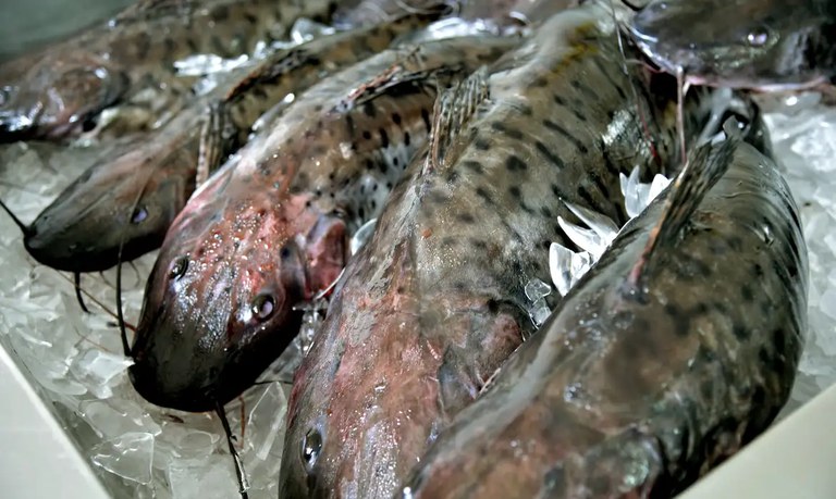 Egito abre mercado para pescados e derivados brasileiros