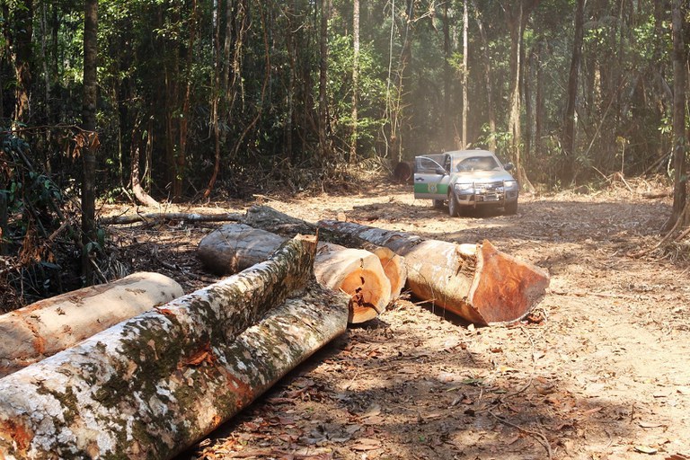Justiça bloqueia R$ 37,2 milhões em bens de responsável por desmatar 1,6 mil hectares de floresta amazônica