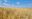 Mapa publica Zoneamento Agrícola de Risco Climático de Cereais de inverno para o ano-safra 2023/2024