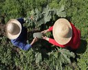 Entenda como pode funcionar a agroecologia dentro do Plano Brasil Sem Fome