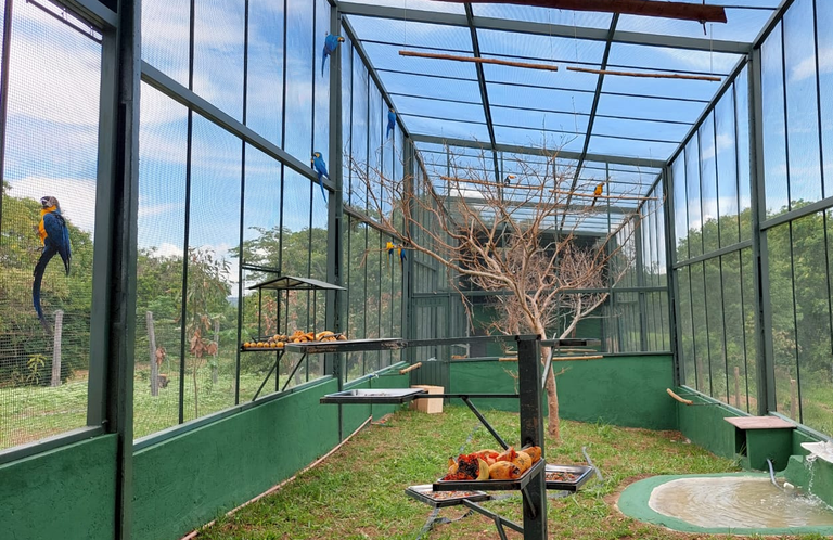 Ibama devolve à natureza 40 aves silvestres repatriadas do Recife
