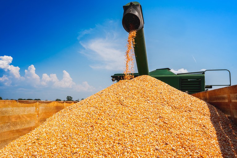 Conab vai disponibilizar 400 toneladas de milho para Minas Gerais enfrentar seca