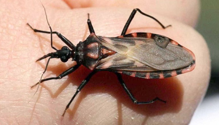 Novo acordo da Fiocruz com a Bayer vai reforçar tratamento da doença de Chagas
