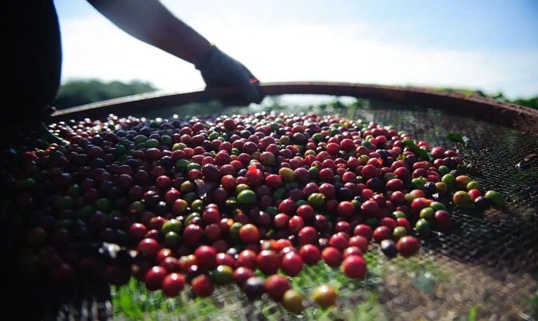 Produção de café cresce 8,2% em 2023 e chega a 55,1 milhões de sacas