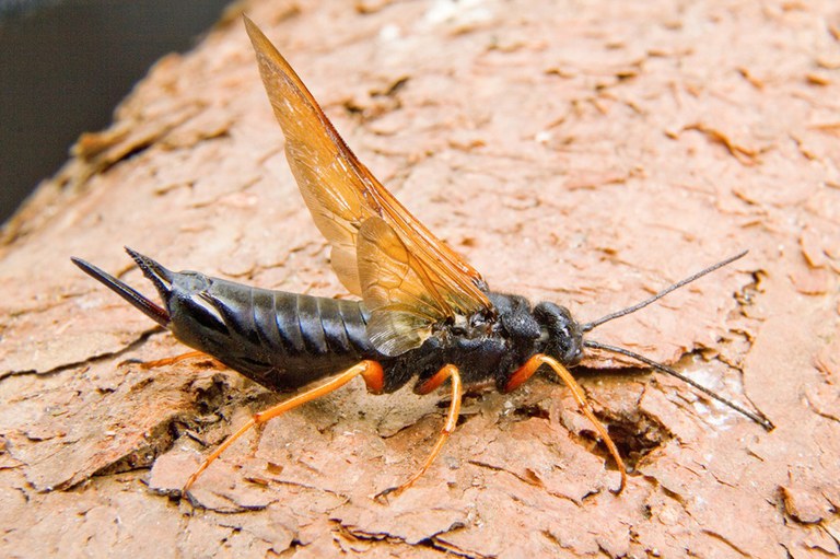 São Paulo se prepara para combater a vespa-da-madeira, uma das principais pragas de pínus
