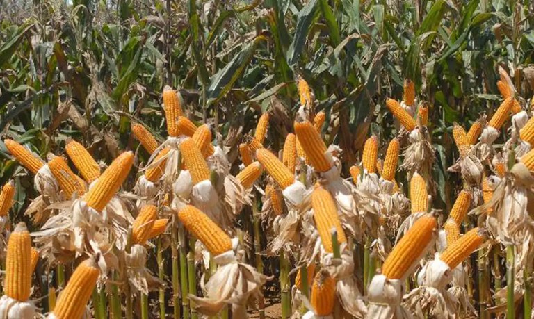 Venda em Balcão de milho auxilia cerca de 8 mil pequenos criadores em todo o Brasil