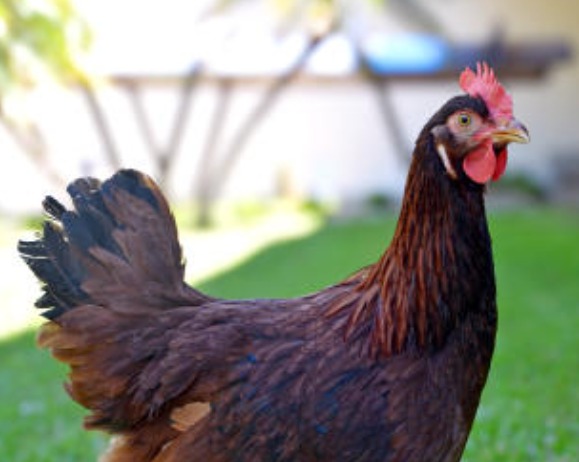 Produção avícola: Brasil exporta primeira remessa de genética