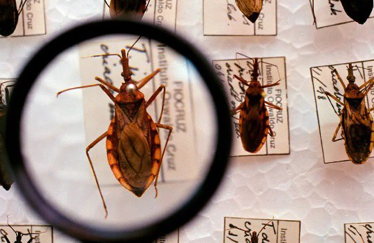 Fiocruz registra avanços na pesquisa voltada ao diagnóstico seguro de Chagas