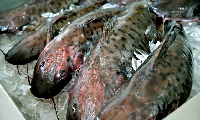 MPA e ApexBrasil farão acordo para fortalecer setor de pescados brasileiro